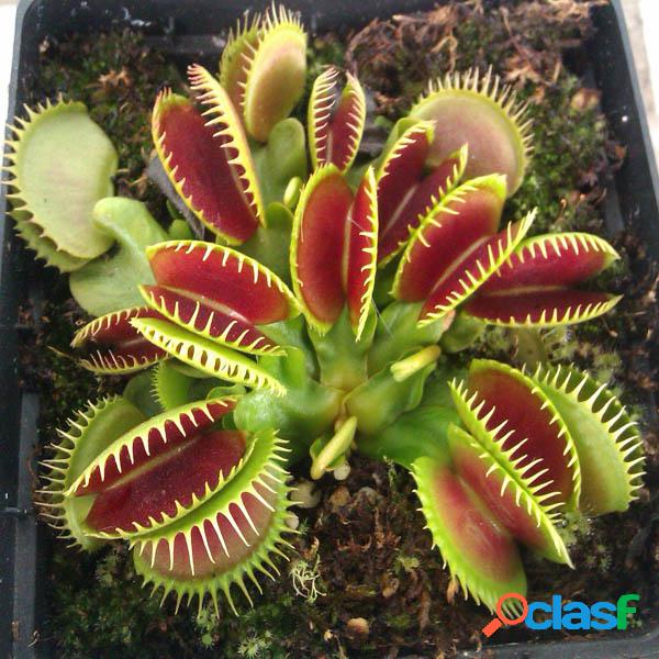 100pcs Catchfly planta sementes de plantas insectívoras