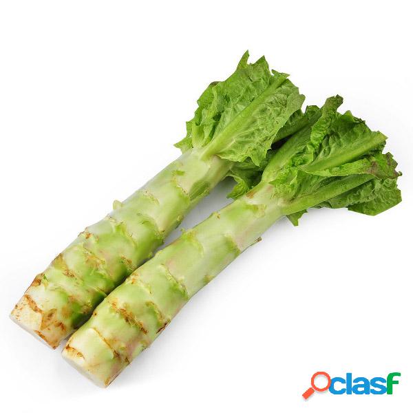 100pcs Green Asparagus Alface Seeds Vegetable Garden