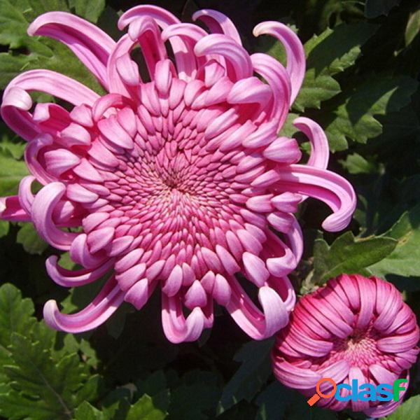 10pcs Sementes vermelhas de crisântemos de jardim Rare