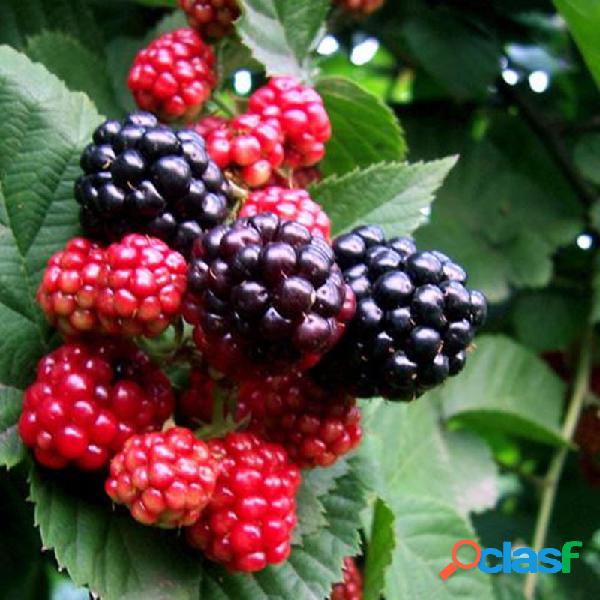 Crescer 100 Pcs Mulberry sementes Em vasos de frutas