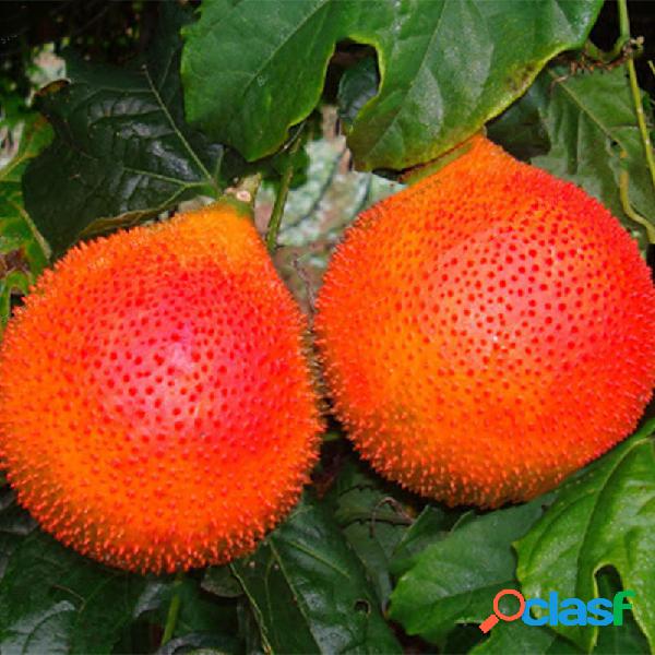 Egrow 10 Pcs Melão Amargo sementes Bonsai Momordica Frutas