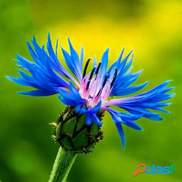 Egrow 100 Pcs Centaurea Cyanus Azul sementes Varanda Pátio