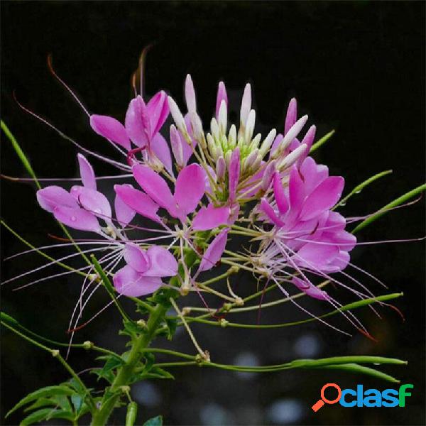 Egrow 100 Pcs Spiderflowe sementes Bonsais Varanda Jardim