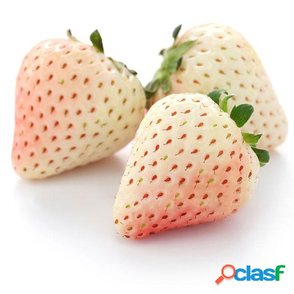 Egrow 100 Unidades / pacote Branco Sementes de Morango