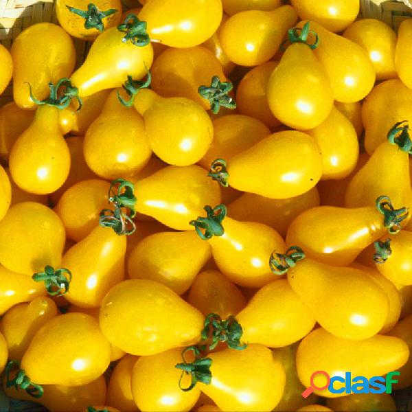Egrow 100Pcs Tomate Amarelo sementes Bonsai em vasos de