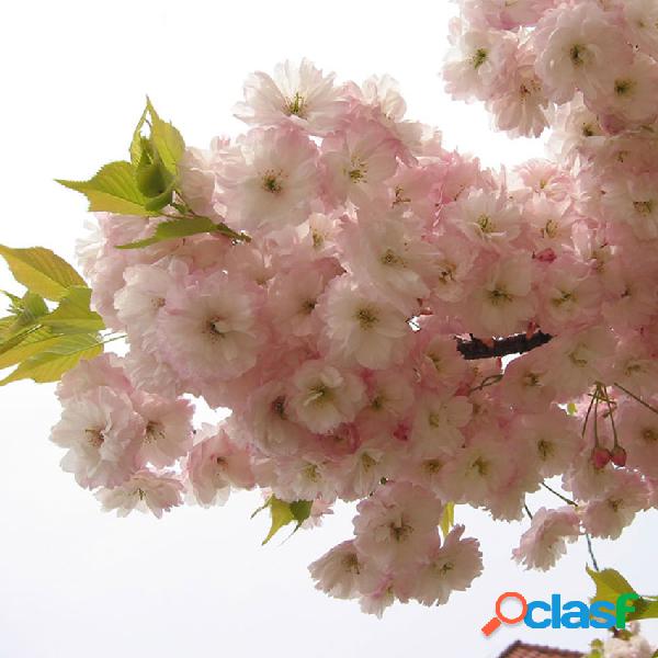 Egrow 10Pcs Sementes japonesas de Sakura Plantas cor-de-rosa