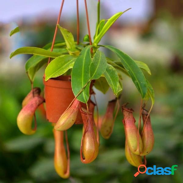 Egrow 20 unidades / pacote Raro Nepenthes sementes plantas