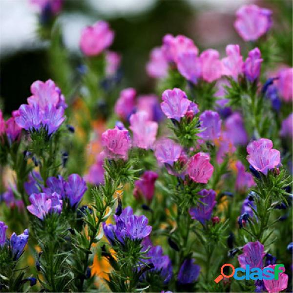 Egrow 50 unidades / pacote Blue Thistle Seed Garden Varanda