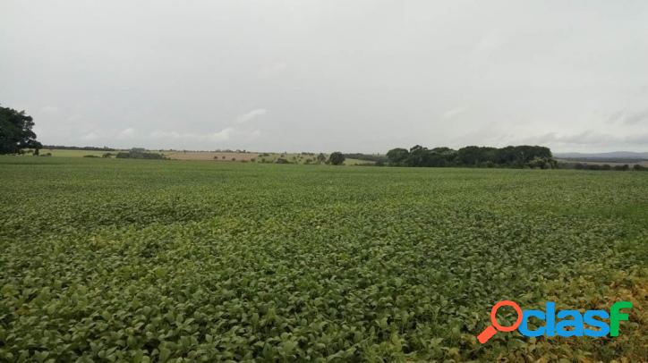 FAZENDA EM PIRACANJUBA 268 HECTARES DE CULTURA SOJA