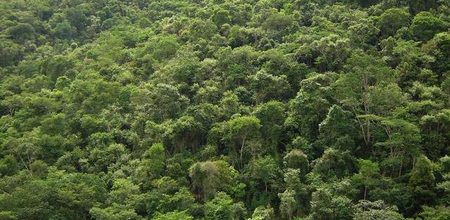 Fazenda 275 mil hectares no Amazonas para reserva de carbono