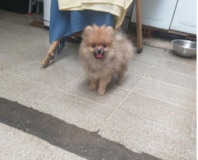 Macho de Lulu da Pomerânia