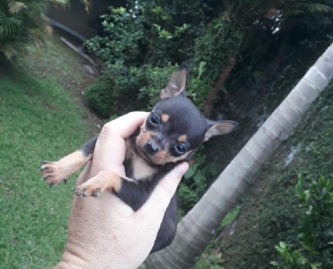 Pinscher 0 filhotes (parcelo nos cartões)