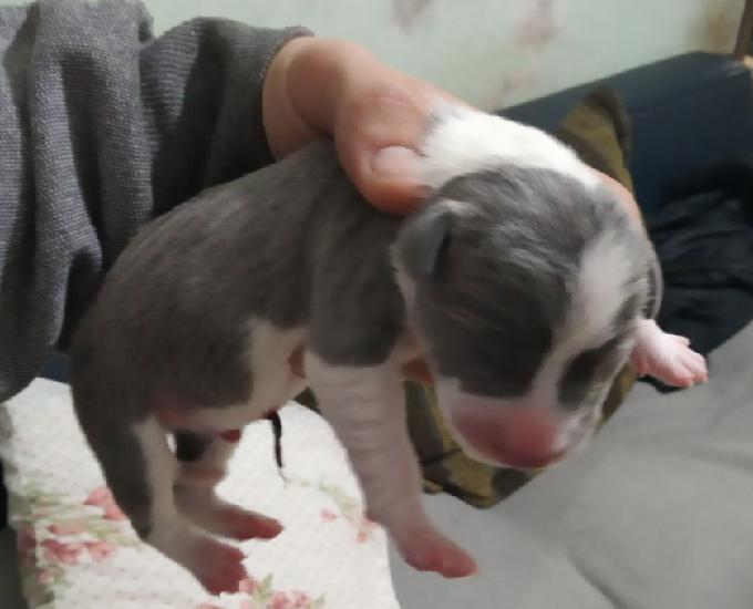 Vendo cachorro staffordshire