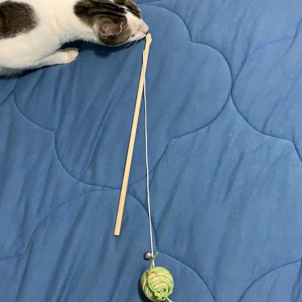 brinquedo para gato