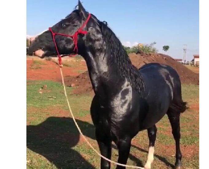 vende-troca-Cavalo 6 anos-domado-capado-lida c gado