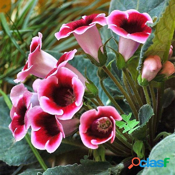 100 Pcs / Bolsa Gloxinia sementes Bonsai Perene Varanda