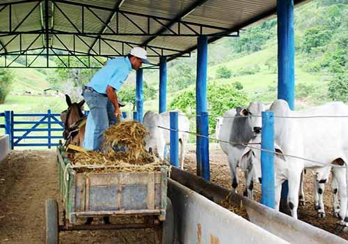 Cursos a distância de administração rural