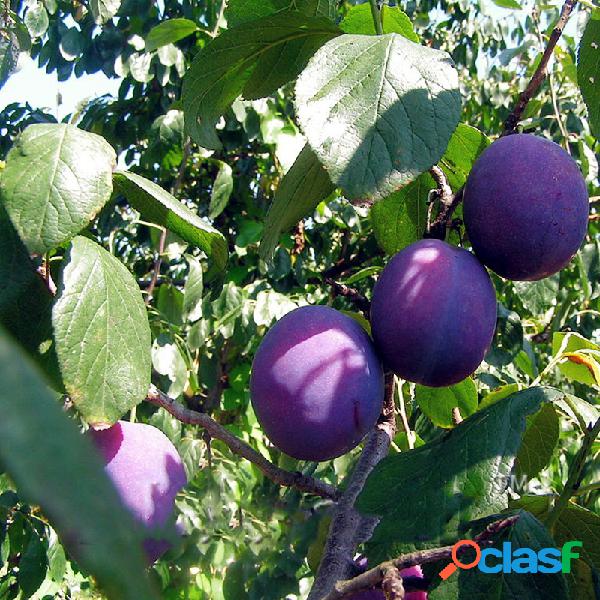 Egrow 10 unidades / pacote Brin preto frutas sementes ameixa