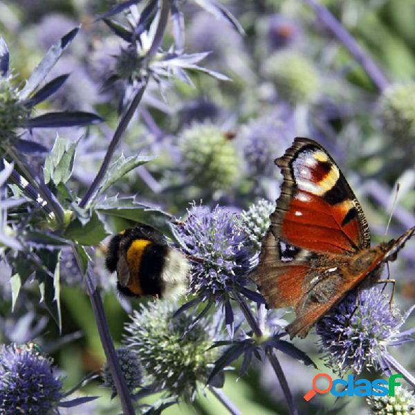 Egrow 100 Unidades / pacote Azul Eryngium Foetidum sementes