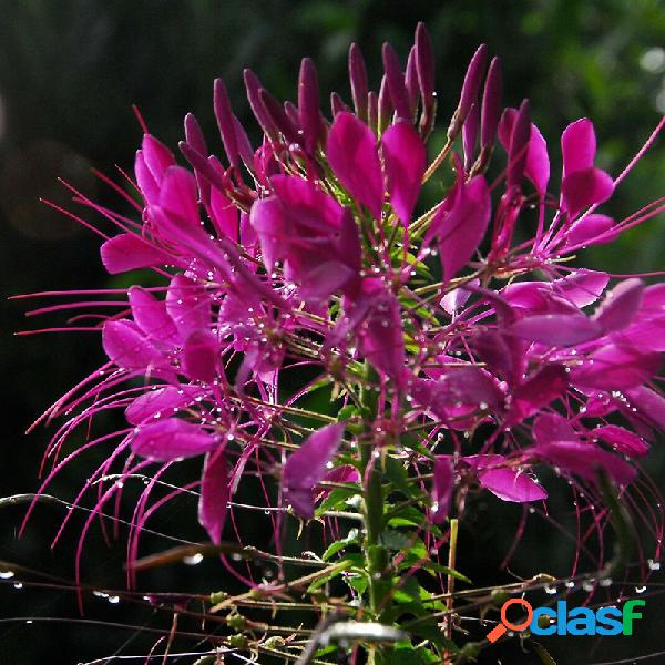 Egrow 100 Unidades / pacote Cleome Spinosa sementes Bonsai