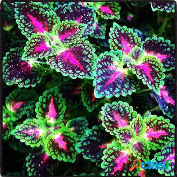 Egrow 100 unidades / pacote Coleus sementes arco-íris