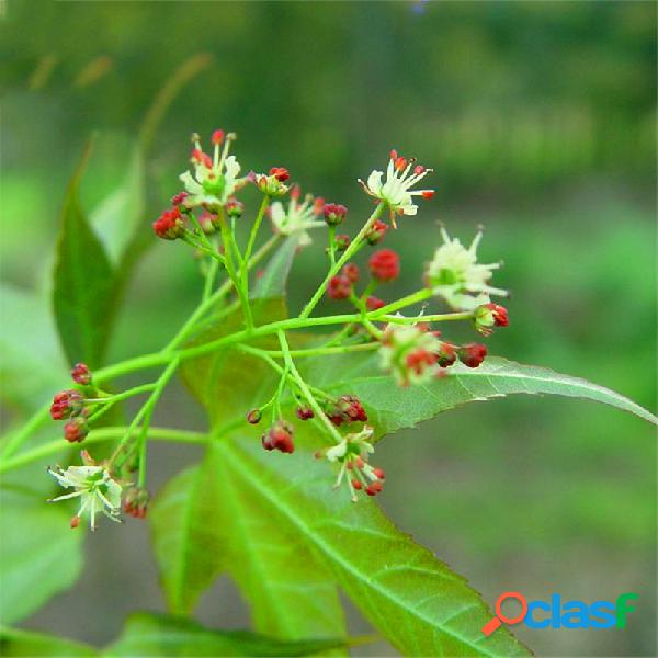 Egrow 40 Unidades / pacote Pentaphyll Maple Tree sementes