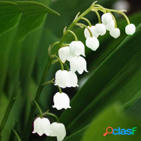Egrow 50 PCS Raro Lírio da Flor do Vale sementes Bonsai de