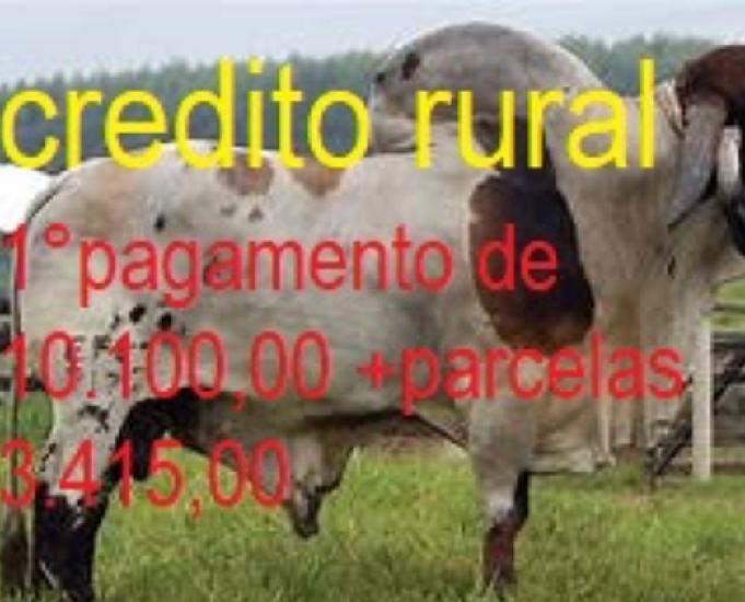 credito para gado e terra