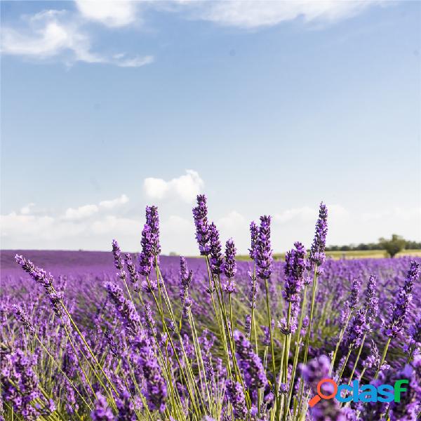 100 pcs flor de lavanda sementes vaso de flores Planta