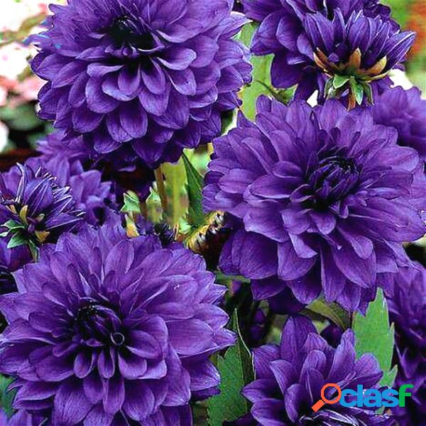 Egrow 100 Pcs / Bolsa Raro Arco-íris Chinês Peônia Flores