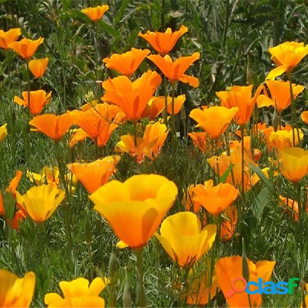 Egrow 100 Unidades / pacote California Poppy Flower sementes