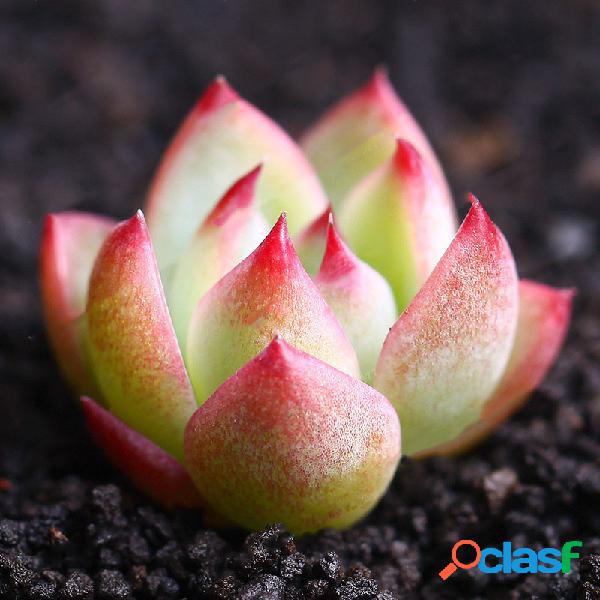 Egrow 100 Unidades / pacote Echeveria Suculentas Lithops