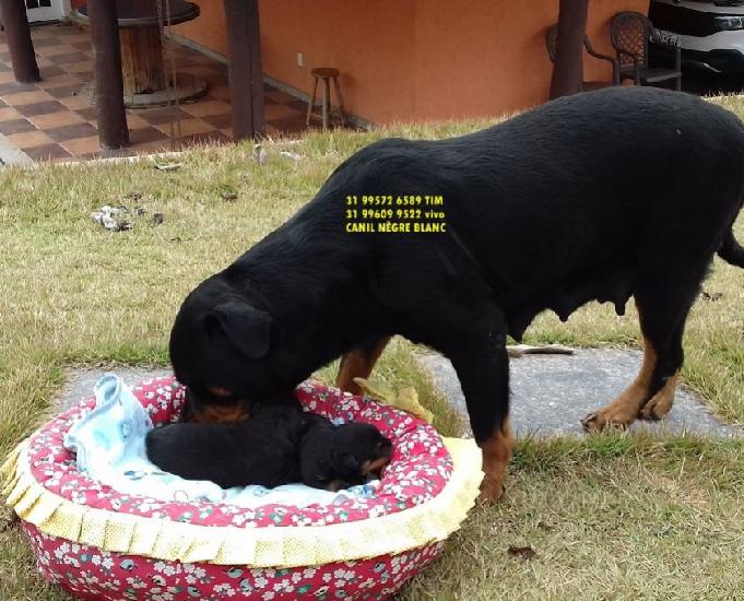 rottweiler filhotes e adultos a venda