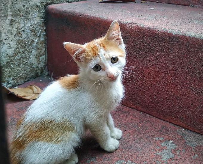 Filhote macho de 2 meses para adoção