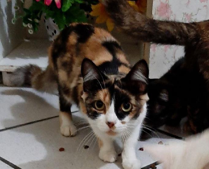 Linda gatinha tricolor castrada para adoção!