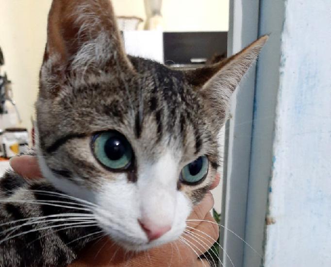 Lindo gatinho filhote castrado para adoção!