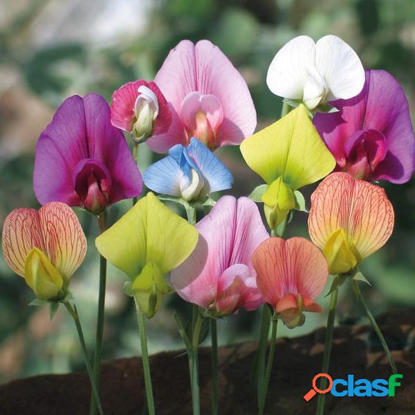 10pcs / Bolsa flor de ervilha doce multi cor sementes