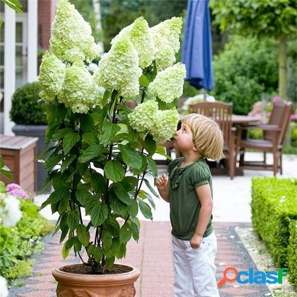 Bonsai 50 Pcs Múltipla Escolha de Cor Hortênsia Sementes