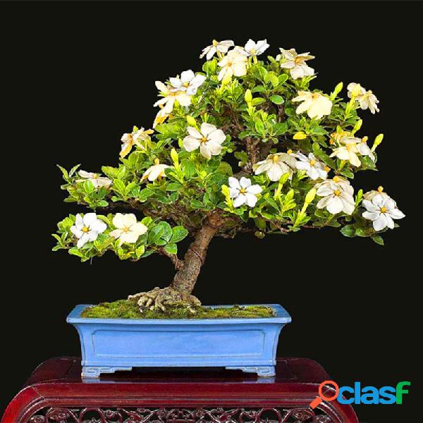 Egrow 100 Unidades / lote Gardenia Sementes DIY Início