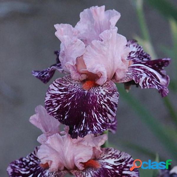 Egrow 50 Pçs / saco Rare Iris Tectorum Sementes Iris Bonsai