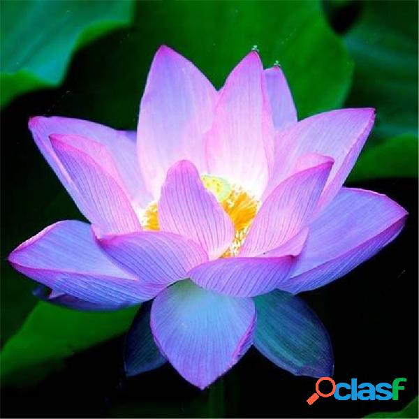 Egrow Lotus Flower Seeds Plantas aquáticas Bonsai Lotus