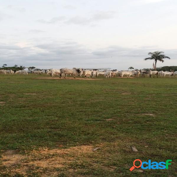 NEGÓCIO DE OCASIÃO: FAZENDA DE 2206,84 HA. EM BOCA DO ACRE