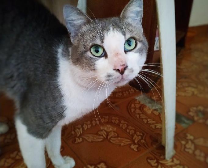 Gato dócil e companheiro para adoção
