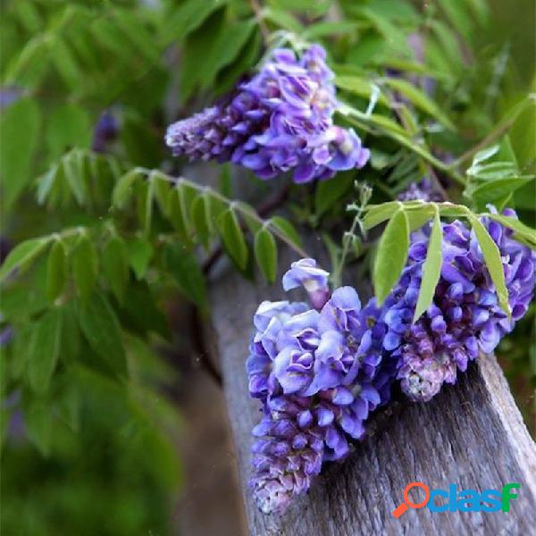 10 Pcs / Bolsa Trepadeiras De Jardim Wisteria sementes Raro