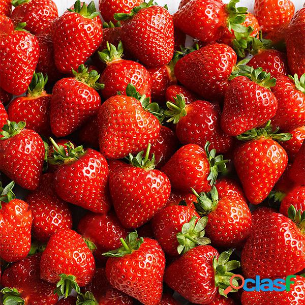 100 Unidades / pacote Medronheiro sementes Raro Frutas