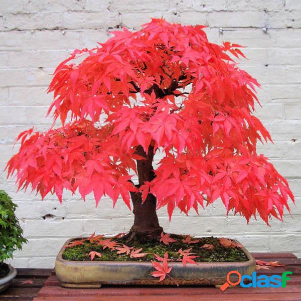 10pcs Sementes de Maple vermelho jardim interior belos