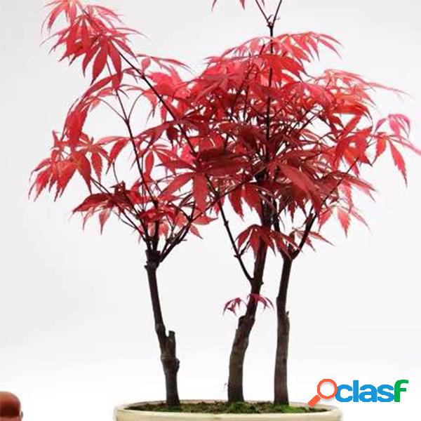 30Pcs Sementes de bordo roxas cor rara Bonsai roxo bonito