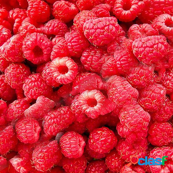 Egrow 4000 unidades / pacote cor misturada Raspberry