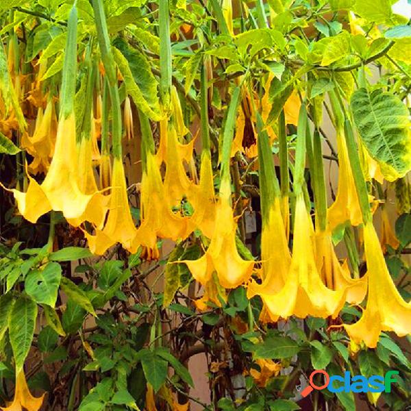 Egrow 50 Pcs / Bolsa sementes Anjo Trompete Amarelo sementes