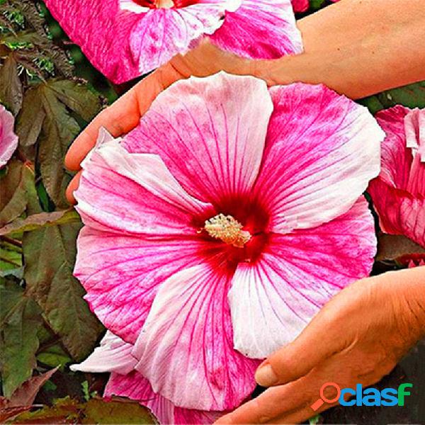 Egrow 50 Unidades / pacote Hibiscus Gigante Sementes de